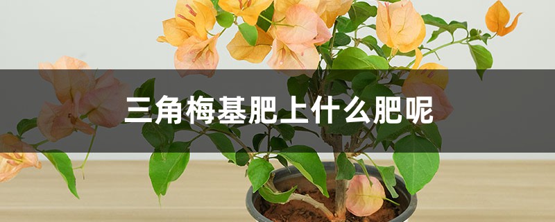 三角梅基肥上什么肥呢，三角梅开花上什么肥