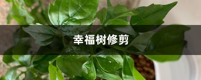 幸福树修剪 幸福树修剪