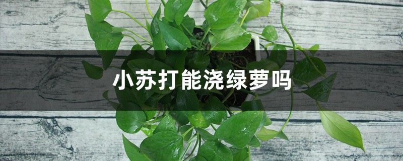 小苏打能浇绿萝吗 小苏打能浇绿萝吗