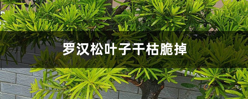 罗汉松叶子干枯脆掉怎么办