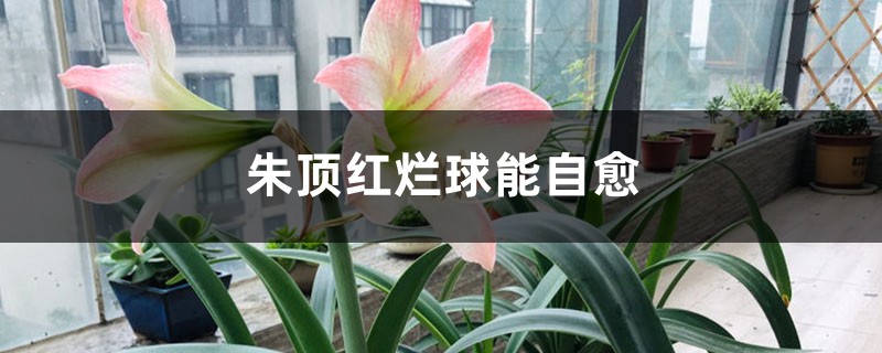 朱顶红烂球能自愈吗 朱顶红烂球能自愈吗