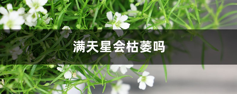 满天星会枯萎吗