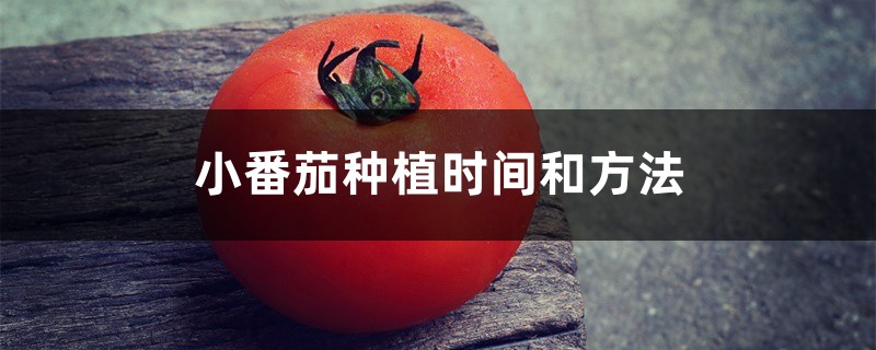 小番茄种植时间和方法