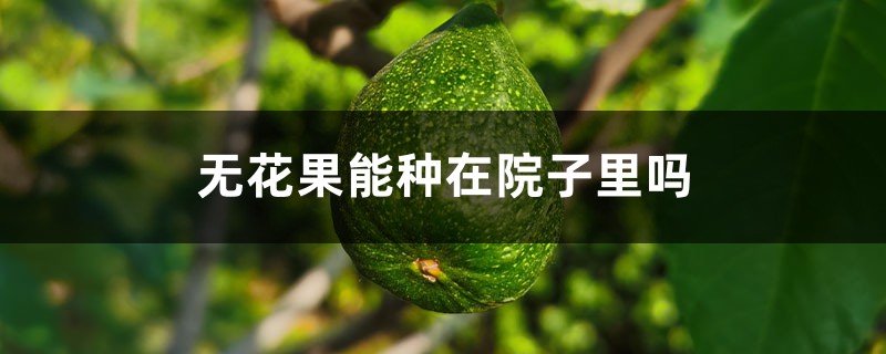 无花果能种在院子里吗 无花果能种在院子里吗