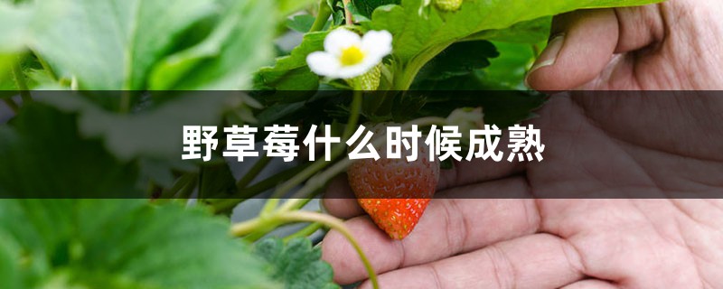 野草莓什么时候成熟 野草莓什么时候成熟