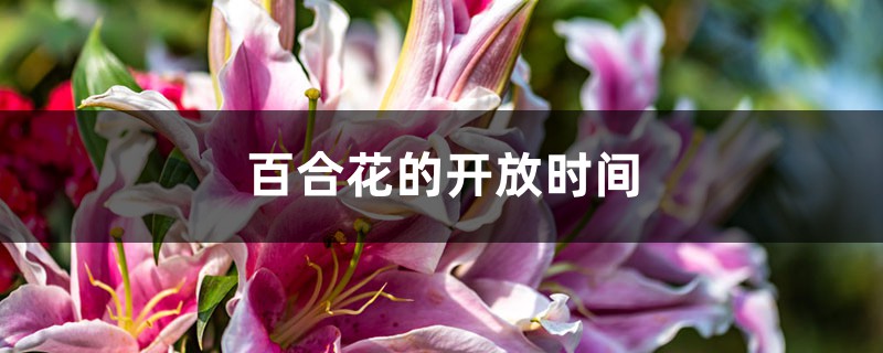 百合花的开放时间 百合花的开放时间