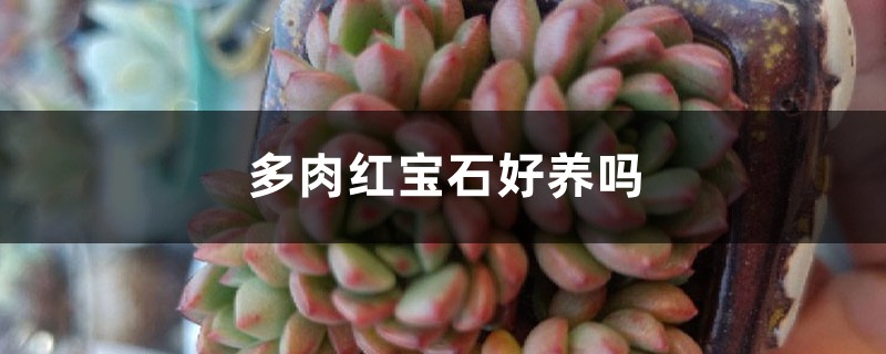 多肉红宝石好养吗 多肉红宝石好养吗