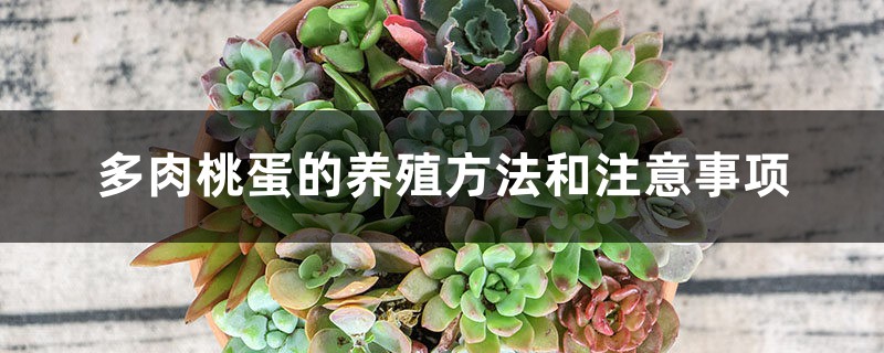 多肉桃蛋的养殖方法和注意事项 多肉桃蛋的养殖方法和注意事项