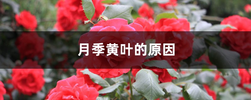 月季黄叶的原因 月季黄叶的原因