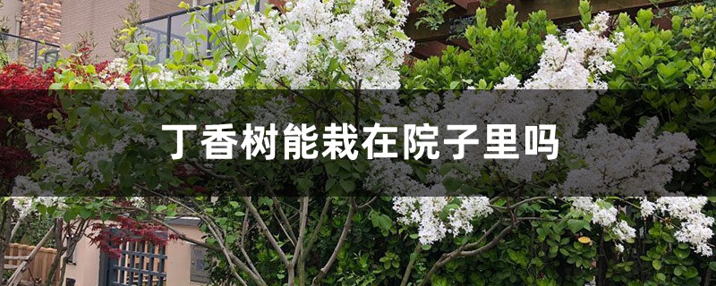 丁香树能栽在院子里吗 丁香树能栽在院子里吗