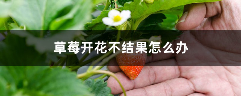 草莓开花不结果怎么办