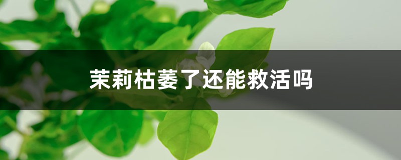 茉莉枯萎了还能救活吗，该怎么救活？