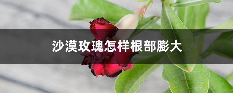 沙漠玫瑰怎样根部膨大 沙漠玫瑰怎样根部膨大