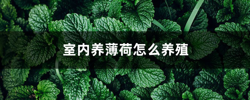 薄荷怎么在室内养殖 薄荷怎么在室内养殖