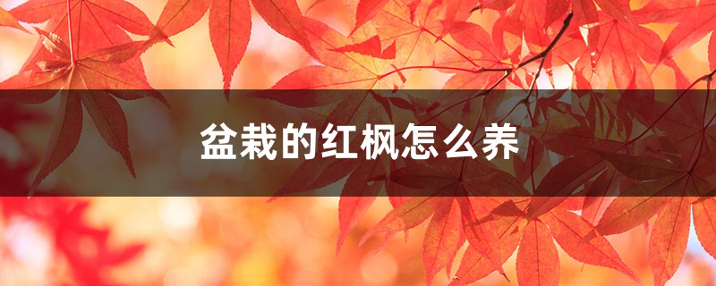 盆栽的红枫怎么养 盆栽的红枫怎么养