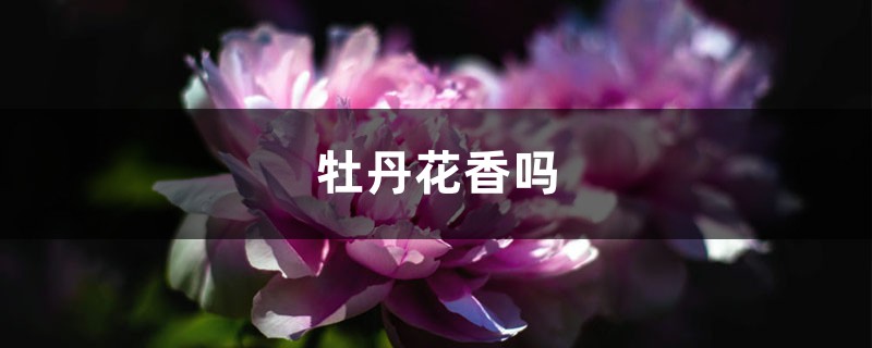 牡丹花香吗(附不同颜色品种花香的介绍) 牡丹花香吗(附不同颜色品种花香的介绍)