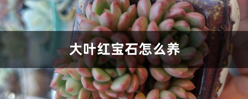 大叶红宝石怎么养 大叶红宝石怎么养