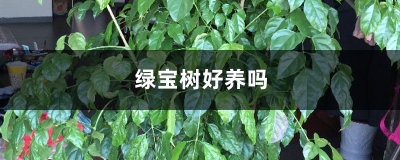 绿宝树好养吗 绿宝树好养吗