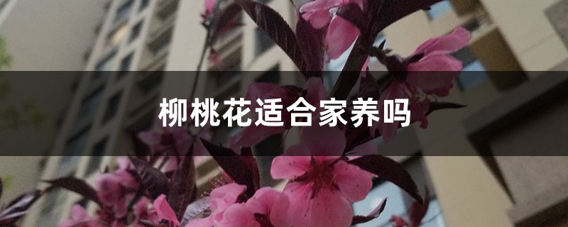 柳桃花适合家养吗