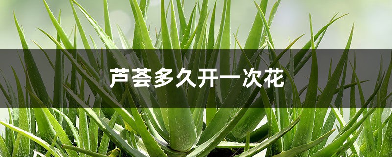 芦荟多久开一次花 芦荟多久开一次花