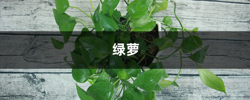 “绿萝”这么养，长出“小机关”，叶子茂盛成瀑布