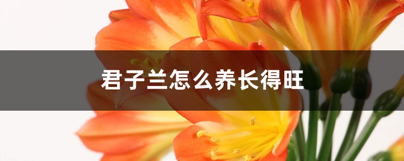 君子兰长得旺，全靠这“一勺油”，叶片挺立如箭，花苞艳！