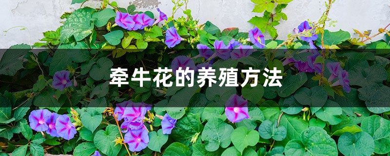 牵牛花的养殖方法大全