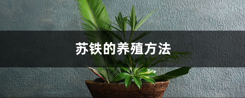 苏铁的养殖方法和注意事项大全