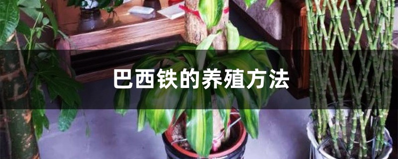 巴西铁的养殖方法