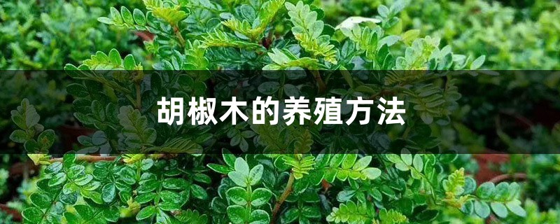 胡椒木的养殖方法