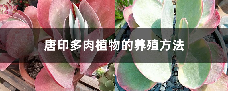 唐印多肉植物的养殖方法 唐印多肉植物的养殖方法