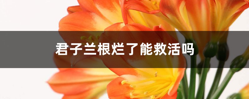 君子兰根烂了能救活吗 君子兰根烂了能救活吗