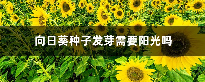 向日葵种子发芽需要阳光吗 向日葵种子发芽需要阳光吗