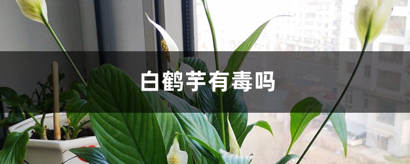 白鹤芋有毒吗 白鹤芋有毒吗