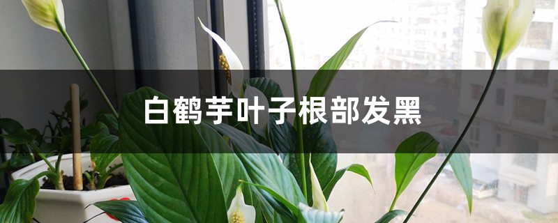 白鹤芋叶子根部发黑的原因