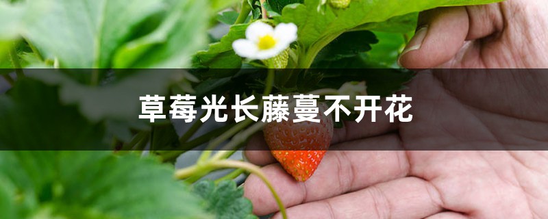 草莓光长藤蔓不开花怎么办