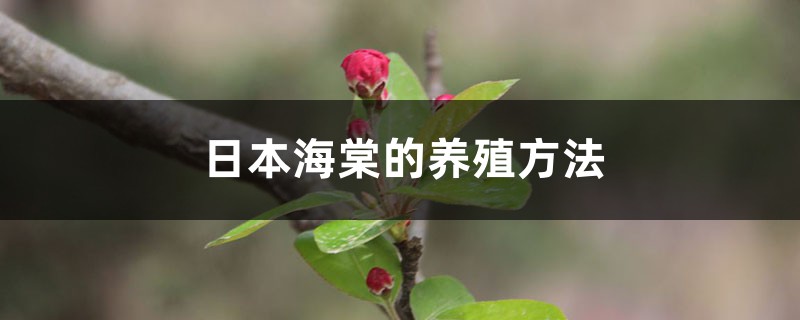 日本海棠的养殖方法和注意事项 日本海棠的养殖方法和注意事项