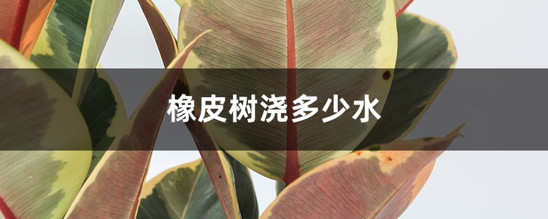 橡皮树浇多少水 橡皮树浇多少水