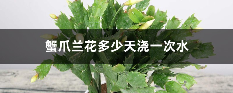 蟹爪兰花多少天浇一次水