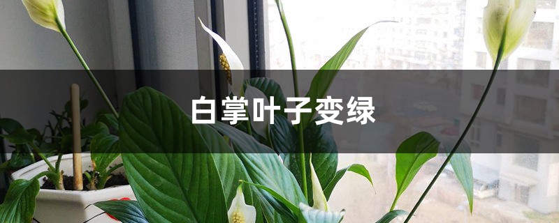 白掌叶子如何从黄变绿