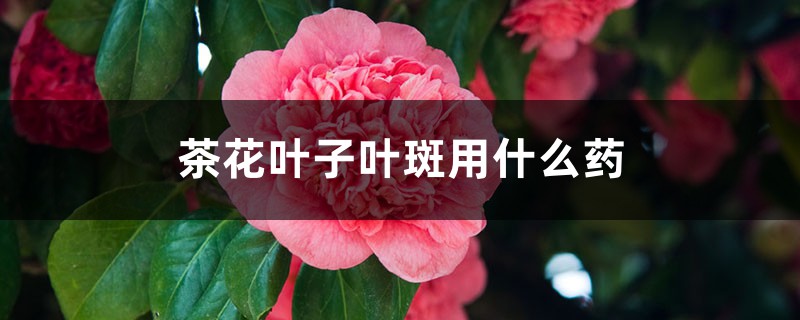 茶花叶子叶斑用什么药