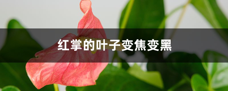 红掌的叶子变焦变黑怎么办