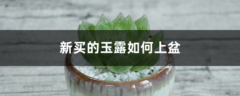 新买的玉露如何上盆 新买的玉露如何上盆