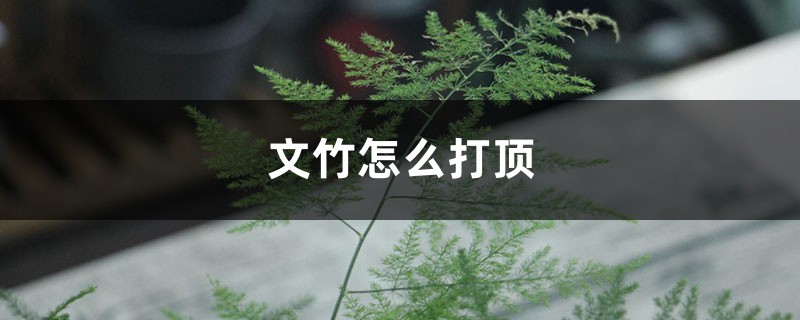 文竹怎么打顶 文竹怎么打顶