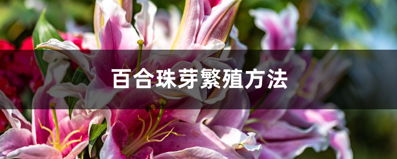 百合珠芽繁殖方法 百合珠芽繁殖方法