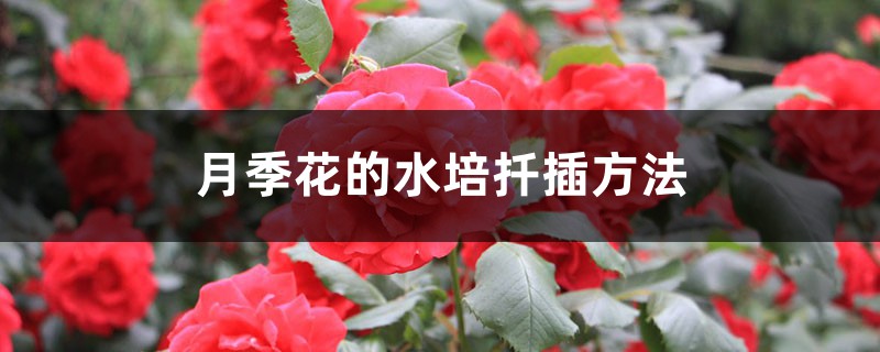 月季花的水培扦插方法