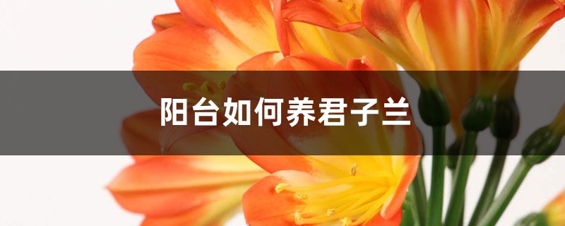 阳台如何养君子兰，需要注意什么