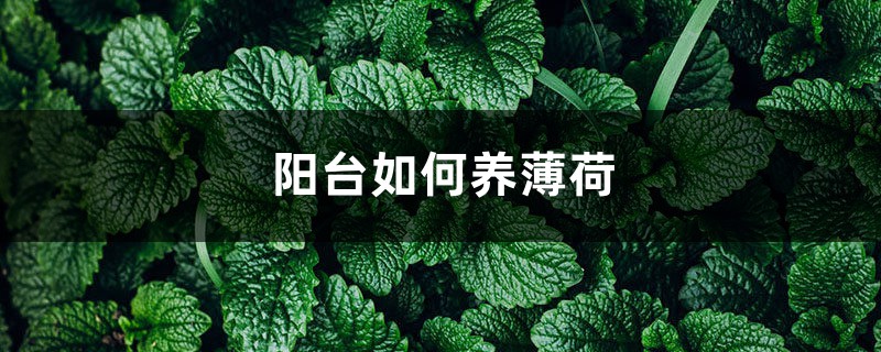 阳台如何养薄荷,需要注意什么 阳台如何养薄荷,需要注意什么