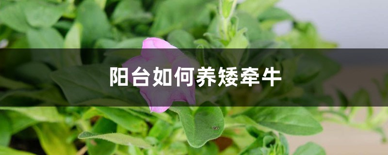 阳台如何养矮牵牛，需要注意什么