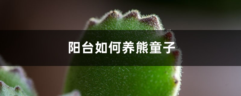 阳台如何养熊童子，需要注意什么